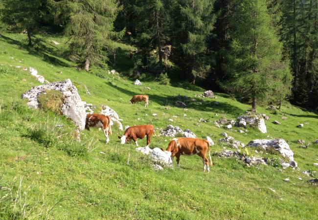 Appartamento a Rocca Pietore - Residence Edelweiss 2B Appartamento a Rocca Pietore - Residence Edelweiss 2B