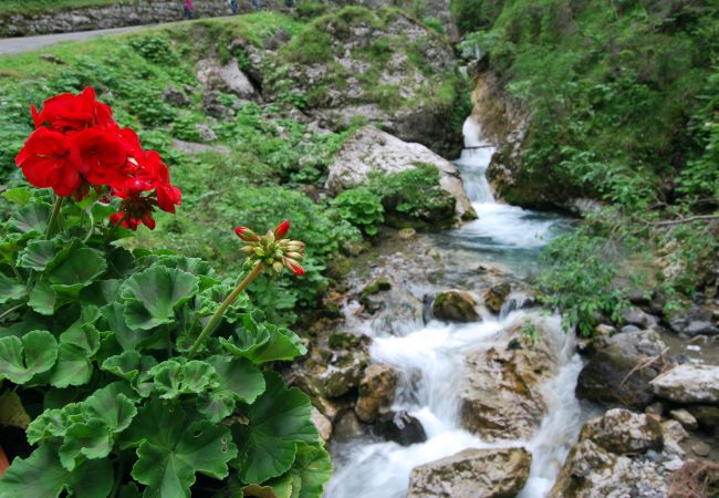 Appartamento a Selva di Cadore - Cesa al Monech Appartamento a Selva di Cadore - Cesa al Monech