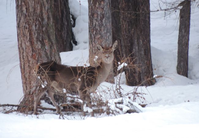 Appartamento a Selva di Cadore - Cesa al Monech Appartamento a Selva di Cadore - Cesa al Monech