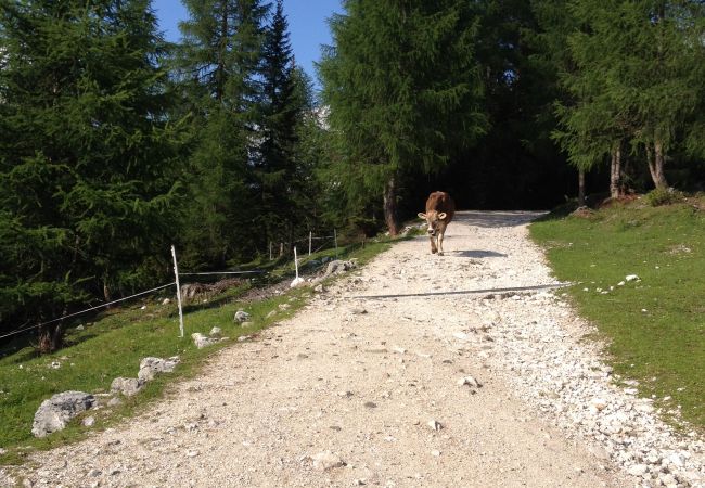 Appartamento a Alleghe - Regina 6 Appartamento a Alleghe - Regina 6