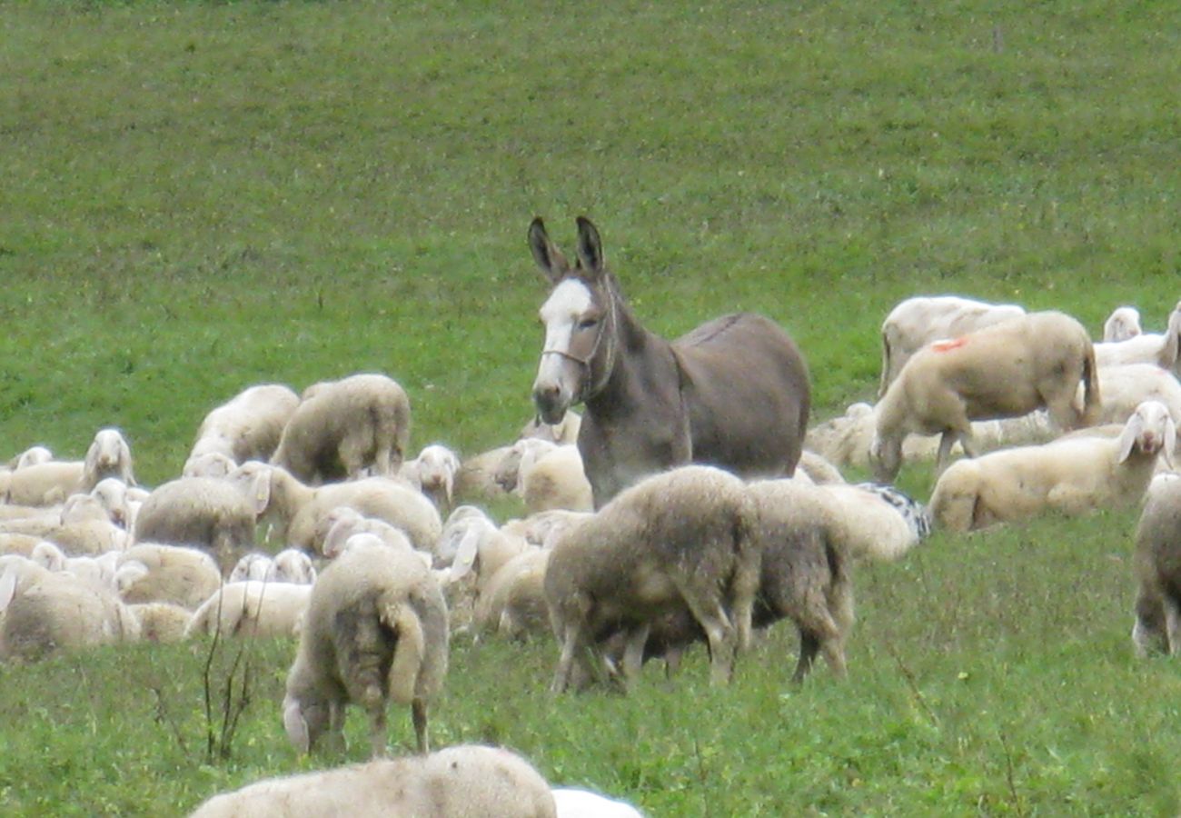 Appartamento a Alleghe - Chalet Laura Appartamento a Alleghe - Chalet Laura