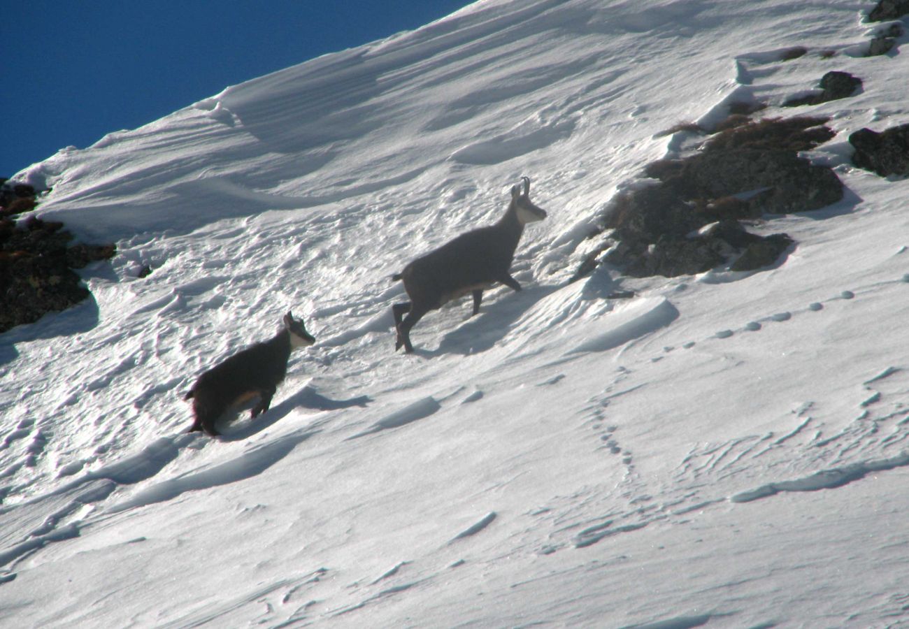 Appartamento a Alleghe - Chalet Laura Appartamento a Alleghe - Chalet Laura