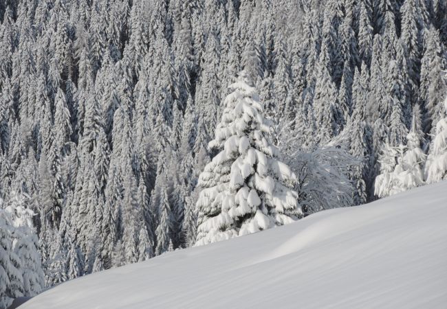 Appartamento a Rocca Pietore - La Casa di Carlotta Appartamento a Rocca Pietore - La Casa di Carlotta