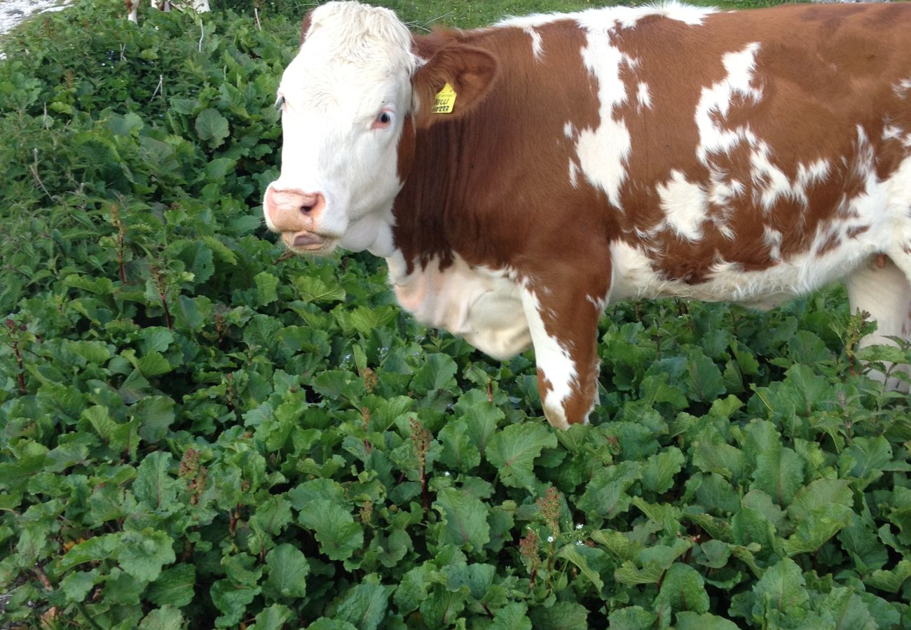 Appartamento a Alleghe - Condominio Le Ginestre P1 Appartamento a Alleghe - Condominio Le Ginestre P1