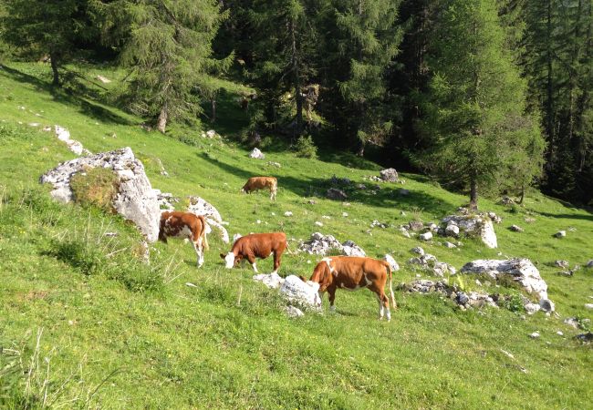 Appartamento a Colle Santa Lucia - Dolomite View Loft Appartamento a Colle Santa Lucia - Dolomite View Loft