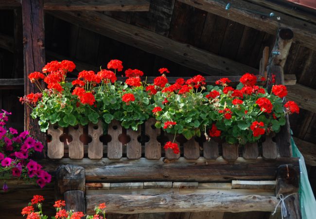Ferienwohnung in Alleghe - Regina 16 Ferienwohnung in Alleghe - Regina 16